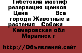 Тибетский мастиф резервация щенков › Цена ­ 100 000 - Все города Животные и растения » Собаки   . Кемеровская обл.,Мариинск г.